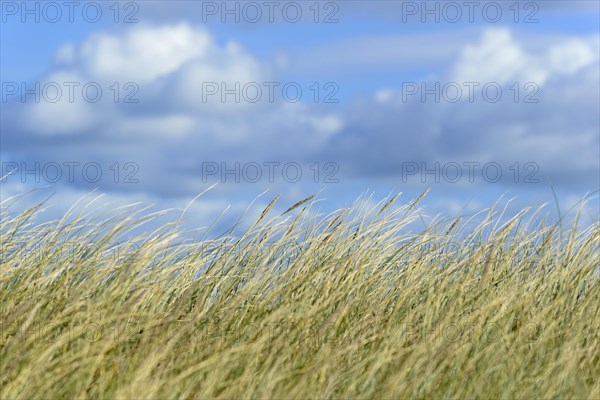 European Marram Grass (Ammophila arenaria) in the wind with cloudy sky (Cumulus)