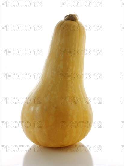 Butternut Squash