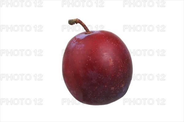 Plum