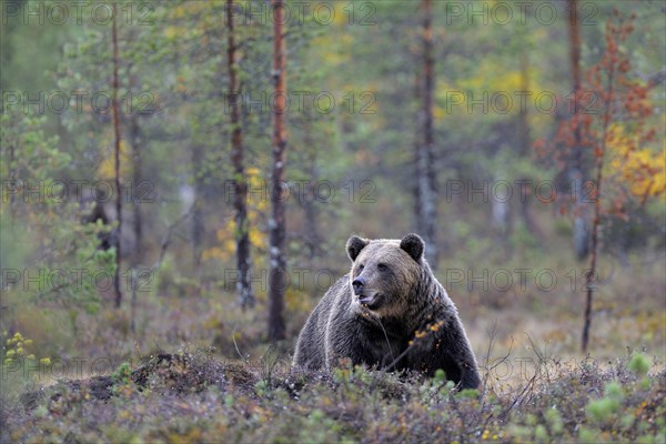 Brown Bear (Ursus arctos) in the autumnally coloured taiga or boreal forest