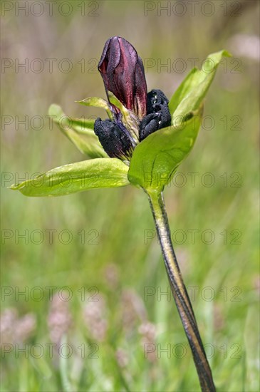 Purple gentian (Gentiana purpurea)