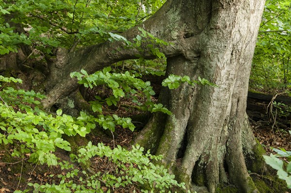 Supporting root system of an Ancient Beech (Fagus) in a forest