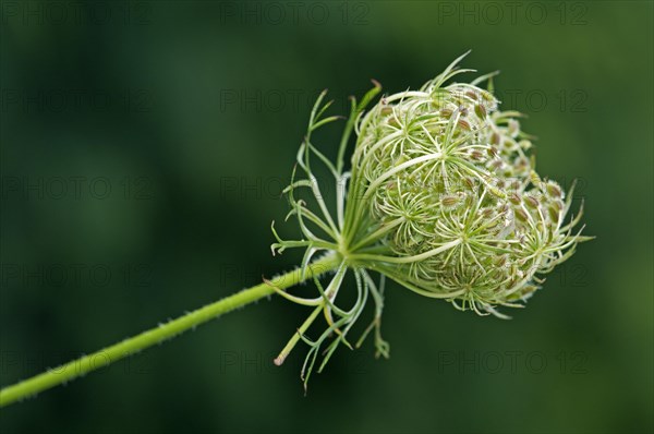 Nest-shaped rolled fruit umbel of Wild Carrot