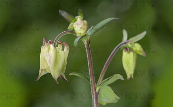 Yellow Columbine (Aquilegia flavescens)