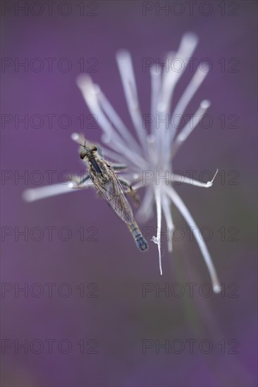 Robberfly (Machimus rusticus)