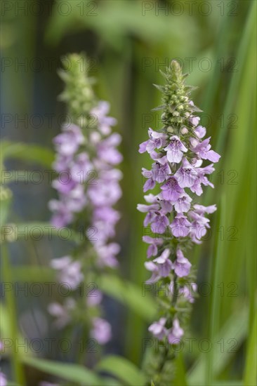 Marsh Woundwort (Stachys palustris)