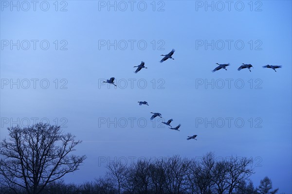 Red-crowned Cranes