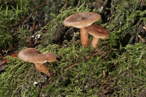 Bright Orange Milkcap (Lactarius aurantiofulvus)