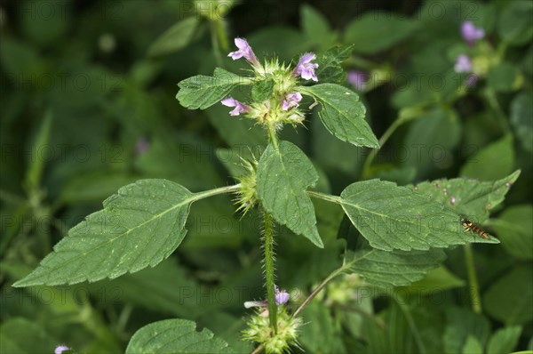 Common Hemp-nettle (Galeopsis tetrahit)