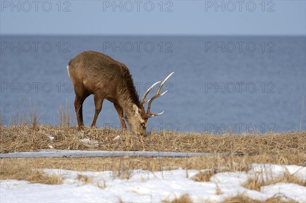 Hokkaido sika deer