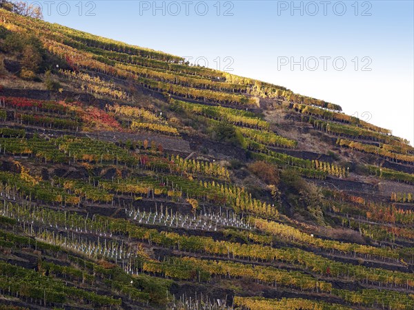 Vineyard with vines on steep slopes and terraces at the autumn