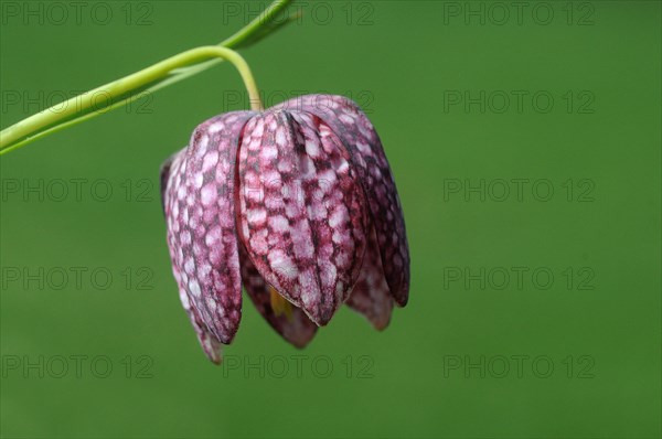 Snake's Head Fritillary (Fritillaria meleagris)