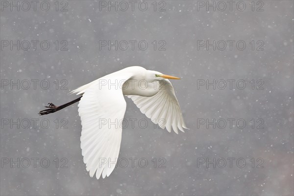 Great Egret (casmerodius albus