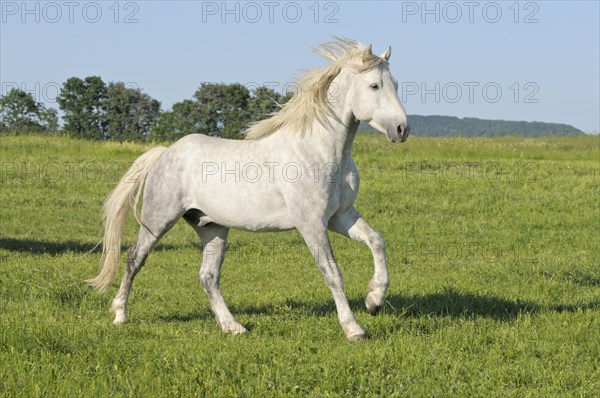 Connemara pony stallion galloping in a paddock