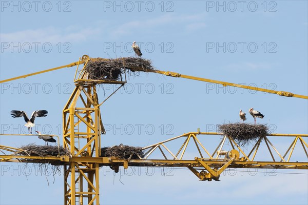 White storks (Ciconia ciconia) and white stork nests on the arm of a construction crane