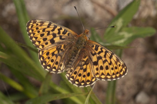 Pearl-bordered Fritillary butterfly (Boloria euphrosyne