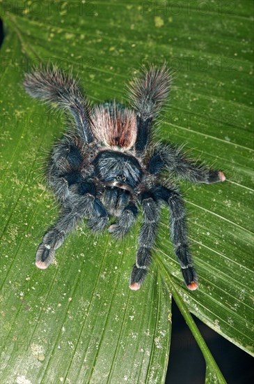 Pinktoe Tarantula (Avicularia avicularia)