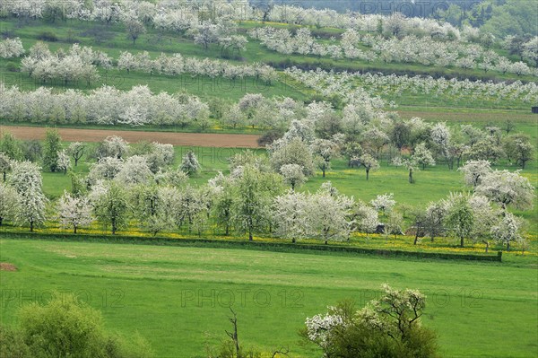Spring landscape with flowering cherry trees (Prunus avium)