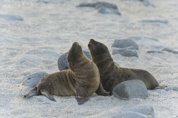 Young Galapagos Sea Lions (Zalophus wollebaeki)