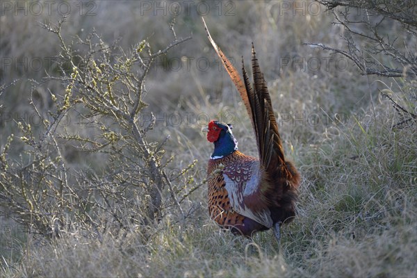 Common Pheasant (Phasianus colchicus) in the evening light