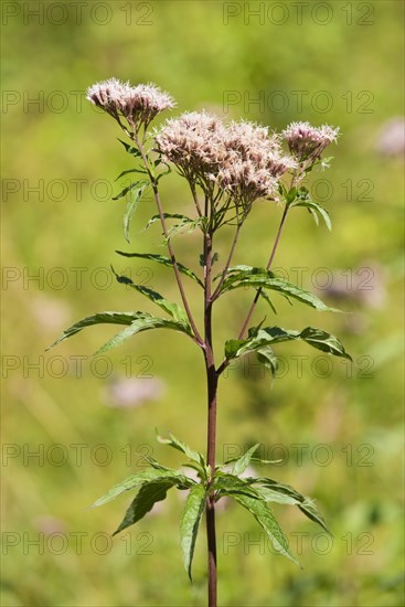 Hemp-agrimony (Eupatorium cannabinum)