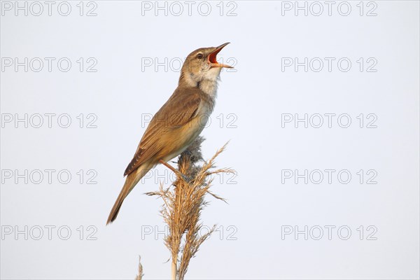 Reed Warbler (Acrocephalus arundinaceus)