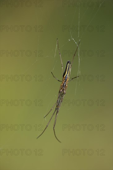 Long-jawed Spider (Tetragnatha extensa)