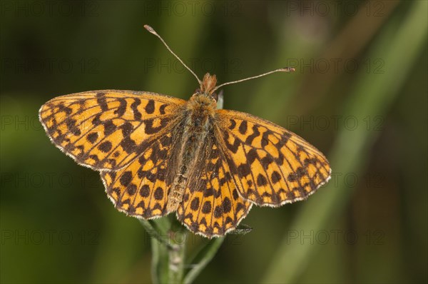 Weaver's Fritillary or Violet Fritillary (Boloria dia)