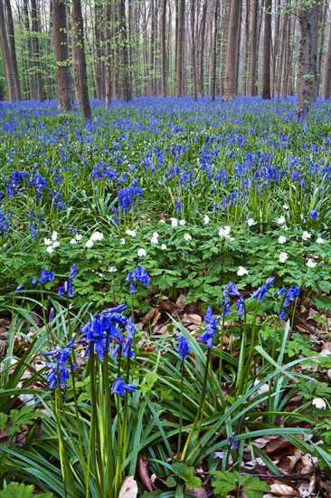 Atlantic Bluebells or Common Bluebells (Hyacinthoides non-scripta)