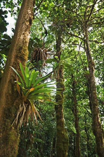 Bromeliad (Bromeliaceae) in a rainforest