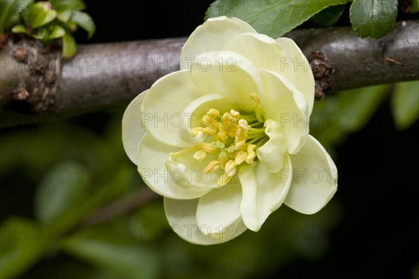 Flowering Quince (Chaenomeles x superba)