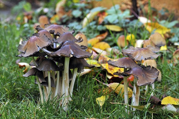 Mica Cap (Coprinus micaceus)