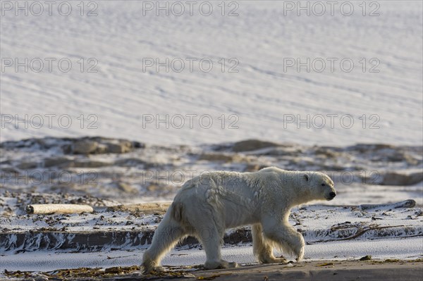 Polar Bear (Ursus maritimus)