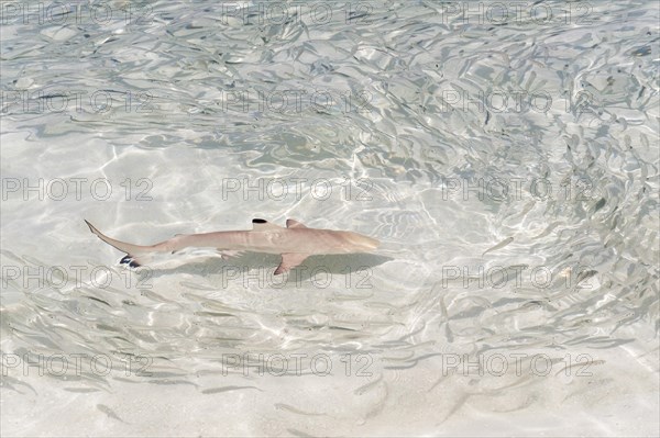 Blacktip Reef Shark (Carcharhinus melanopterus) chasing a school of fish in shallow water