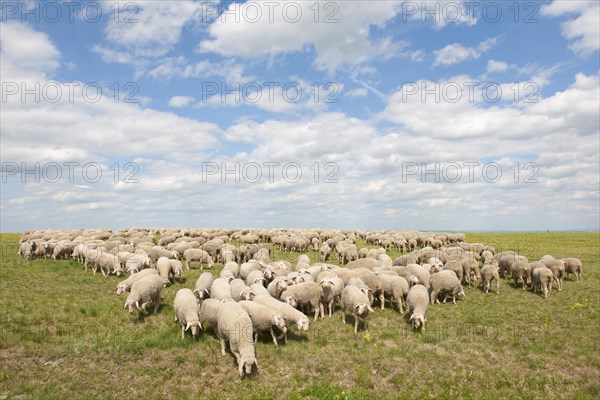 Merino Sheep (Ovis sp.)