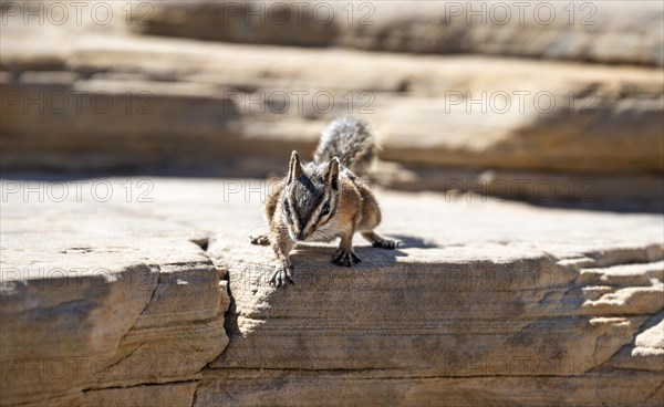 Least chipmunk (Neotamias minimus) sits on rocks