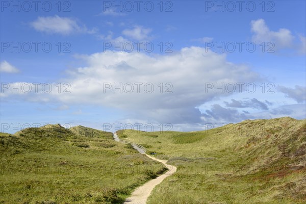 Boardwalk leads over overgrown dunes to the beach