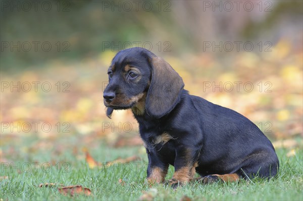 Roughhaired dachshund (Canis lupus familiaris) Puppy