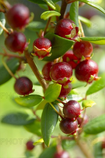 Chilean guava