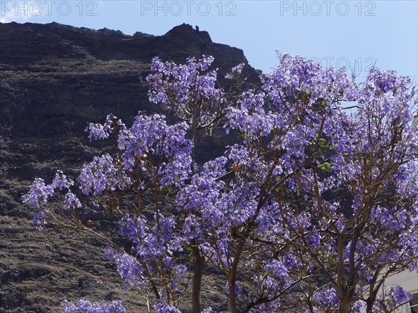 Jacaranda (Jacaranda mimosifolia)