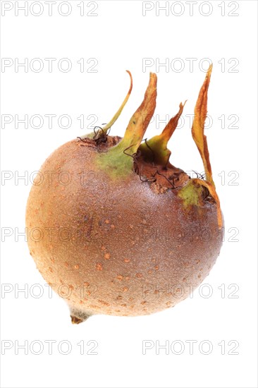 Common Medlar (Mespilus germanica)