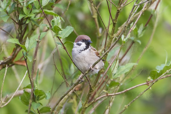 Tree Sparrow (Passer montanus)