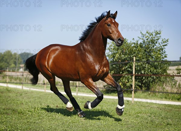 Holsteiner horse