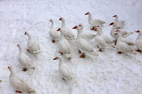 Barbary Ducks