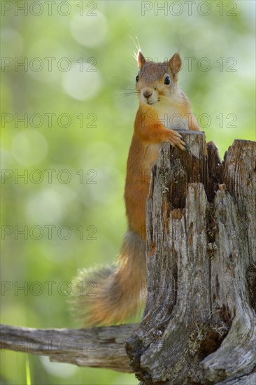 Eurasian Red Squirrel (Sciurus vulgaris) looks curiously out from behind an old pine stump