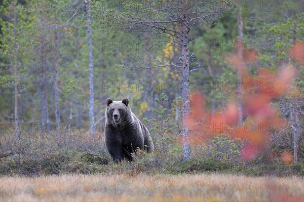 Brown Bear (Ursus arctos) in the autumnally coloured taiga or boreal forest