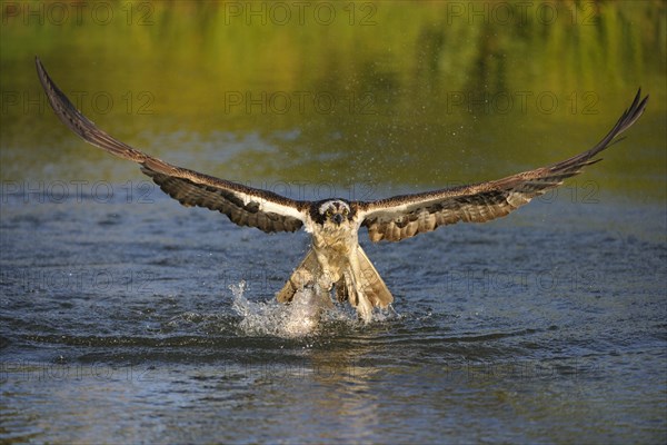 Osprey (Pandion haliaetus) taking flight with Rainbow Trout (Oncorhynchus mykiss) as prey