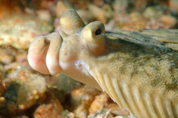 Japanese flounder (Pleuronectes japonicus)
