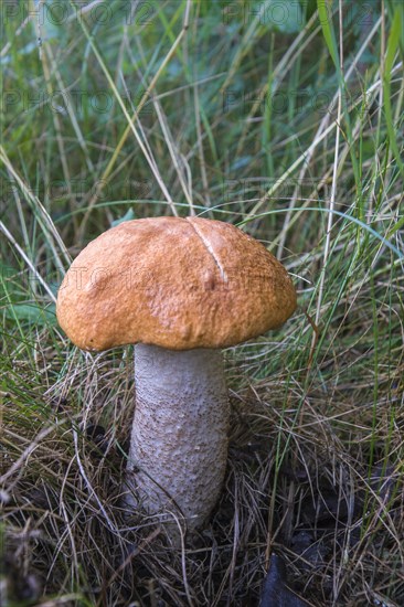 Red-capped Scaber Stalk (Leccinum leucopodium)