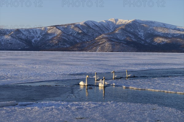 Whooper Swans (Cygnus cygnus) swimming in the evening light in an almost frozen lake